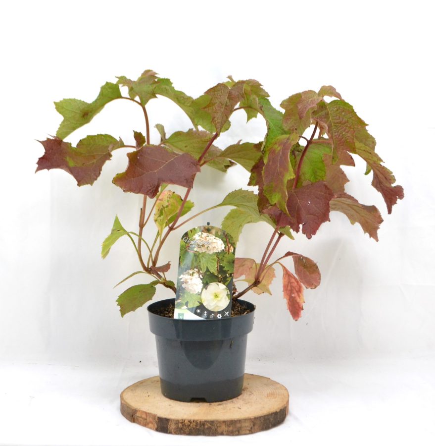 Hydrangea Quercifolia C3