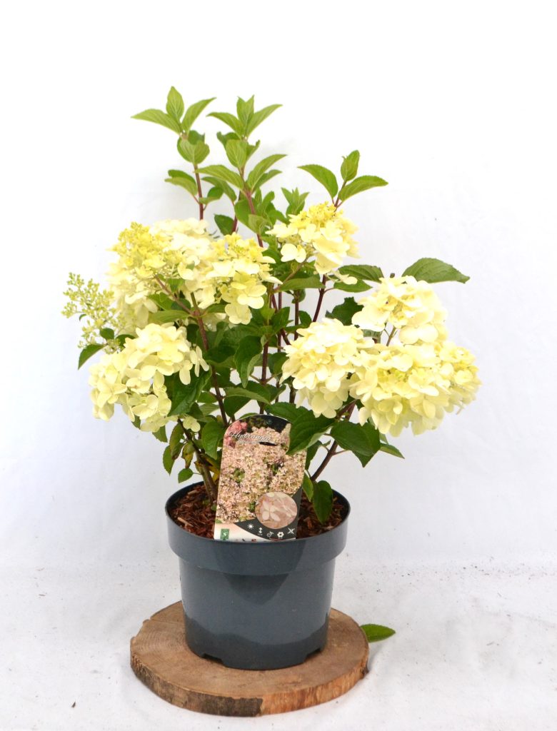 Hydrangea paniculata Silver Dollar C5 Hortensia