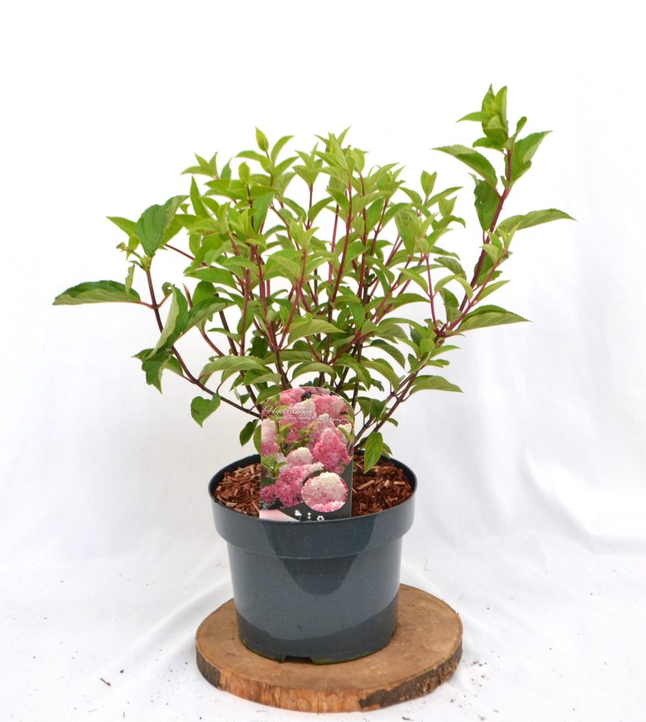 Hydrangea paniculata Vanille Fraise C5 Hortensia