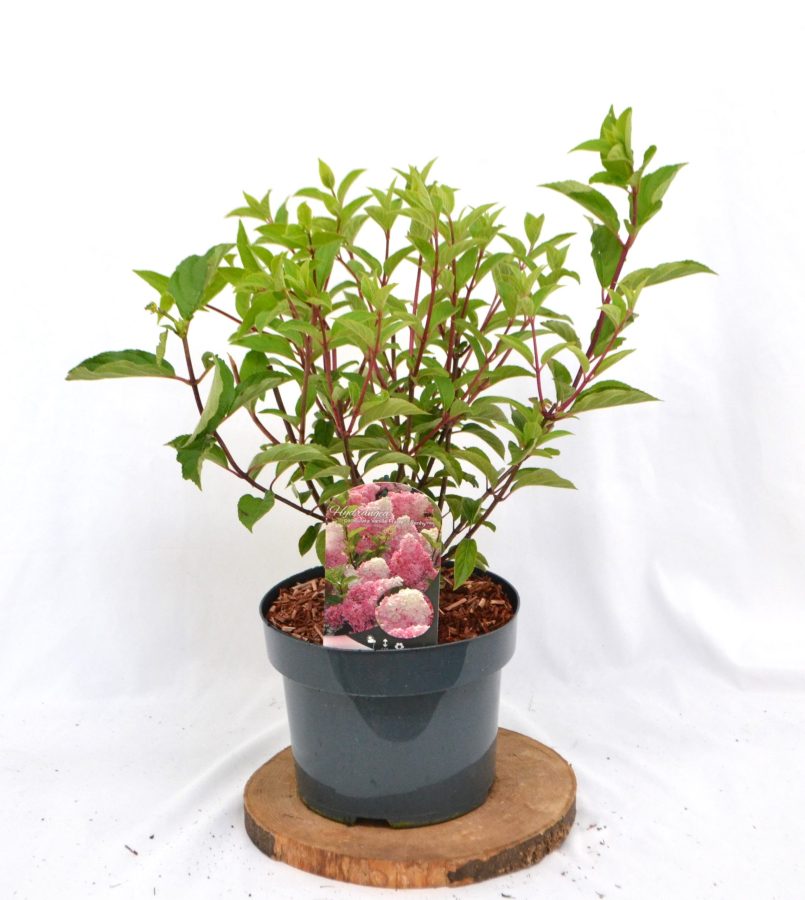 Hydrangea paniculata Vanille Fraise C5 Hortensia