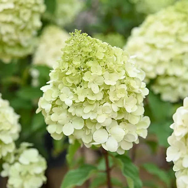 Hydrangea paniculata Polar Bear C3 Hortensia