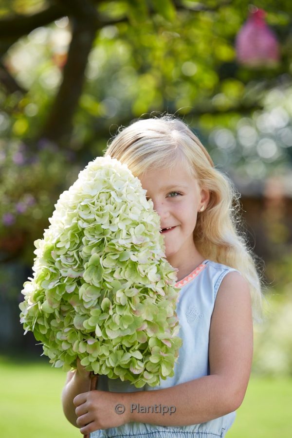 Hydrangea paniculata Hercules C3 Reuzen Hortensia