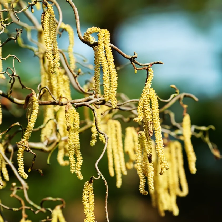 Corylus avellana Scooter C3 - Heesterkwekerij JC Niesing kurkentrekkerhazelaar hazelnoot