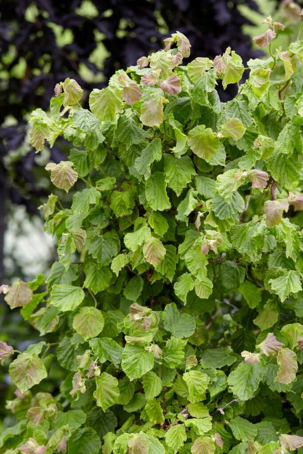 Corylus avellana Twister C3 - Heesterkwekerij JC Niesing