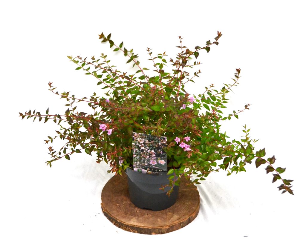Abelia Edward Goucher C3 - Heesterkwekerij JC Niesing wintergroene sierheester