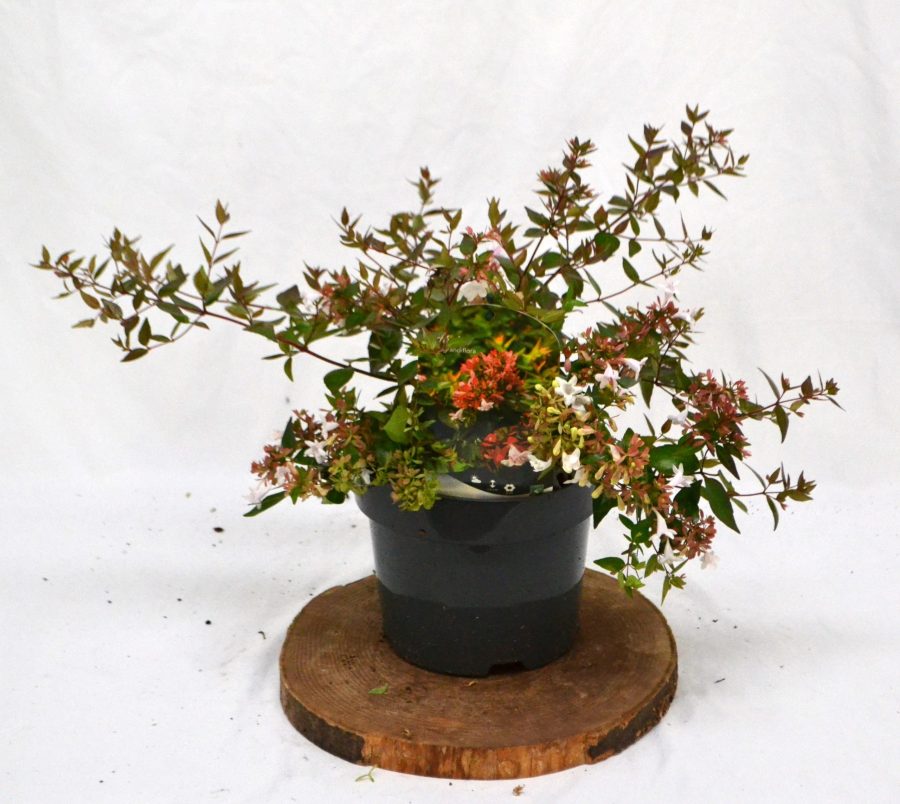 Abelia Grandiflora C3 - Heesterkwekerij JC Niesing wintergroene sierheester