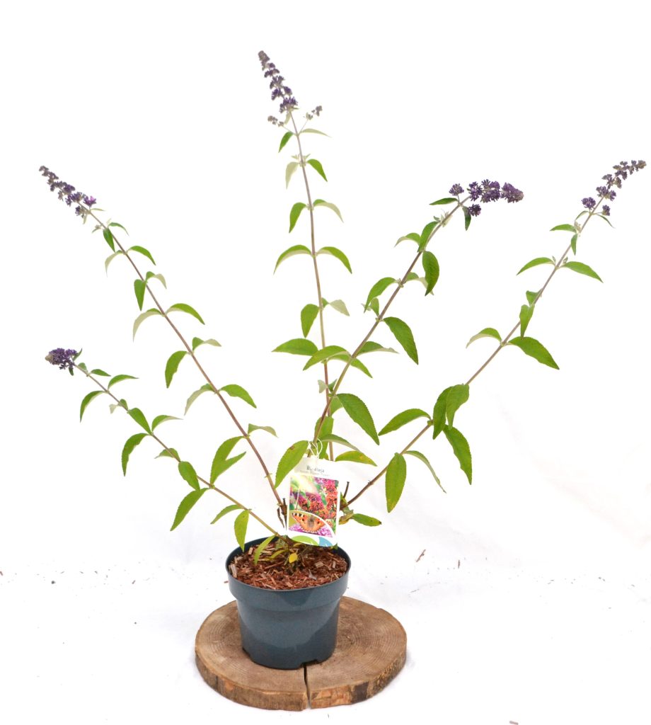Buddleja weyer. Flower Power C2 - Heesterkwekerij JC Niesing vlinderstruik 3 kleurige pluim