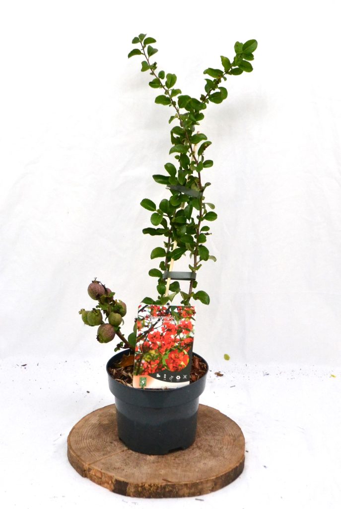 Chaenomeles superba Crimson and Gold C2 - Heesterkwekerij JC Niesing Japanse kweepeer