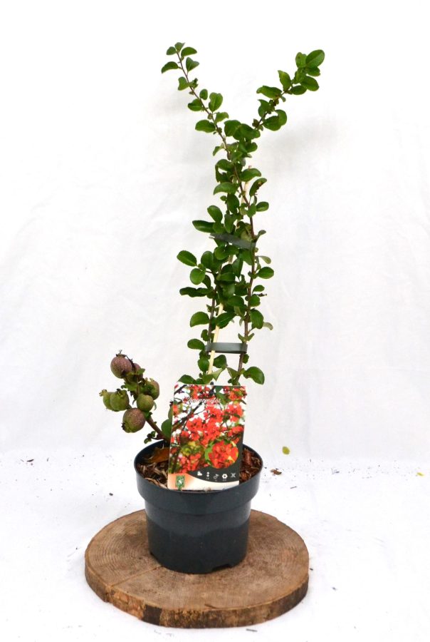 Chaenomeles superba Crimson and Gold C2 - Heesterkwekerij JC Niesing Japanse kweepeer