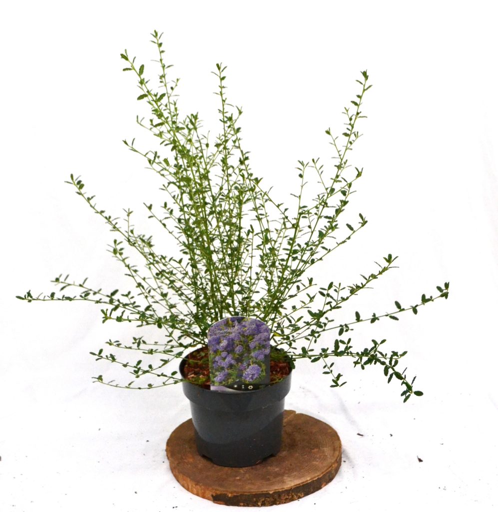 Ceanothus Concha C3 - Heesterkwekerij JC Niesing groenblijvende heester blauw paarse bloemen Amerikaanse sering