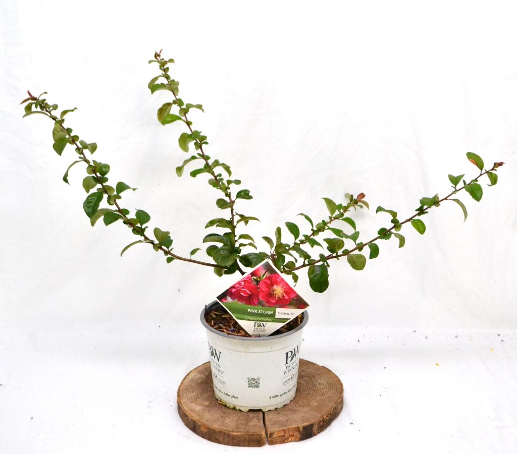 Chaenomeles speciosa 'Pink Storm' C3 - Heesterkwekerij JC Niesing grote roze dubbele bloem, doornloos snijbloem