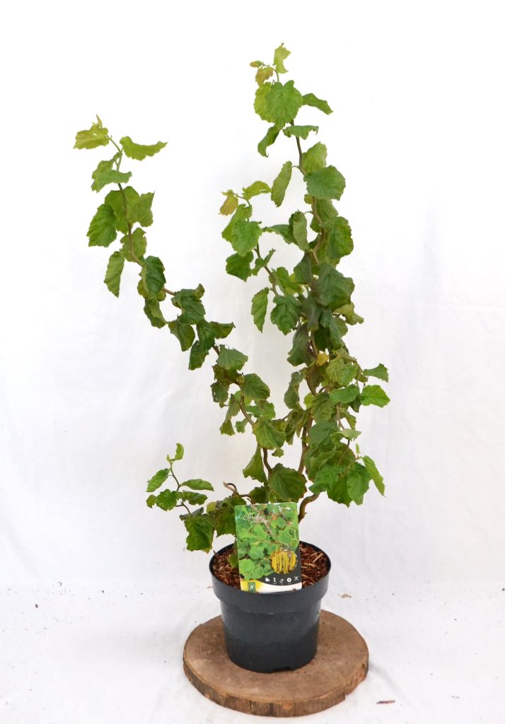 Corylus avellana Scooter C3 - Heesterkwekerij JC Niesing kurkentrekkerhazelaar hazelnoot