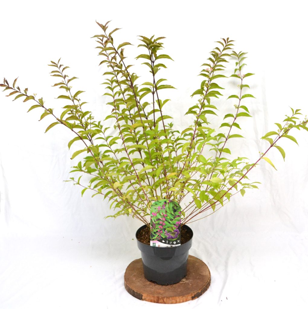 Callicarpa dichotoma Issai C3- Heesterkwekerij JC Niesing paarse bes, schoonvrucht