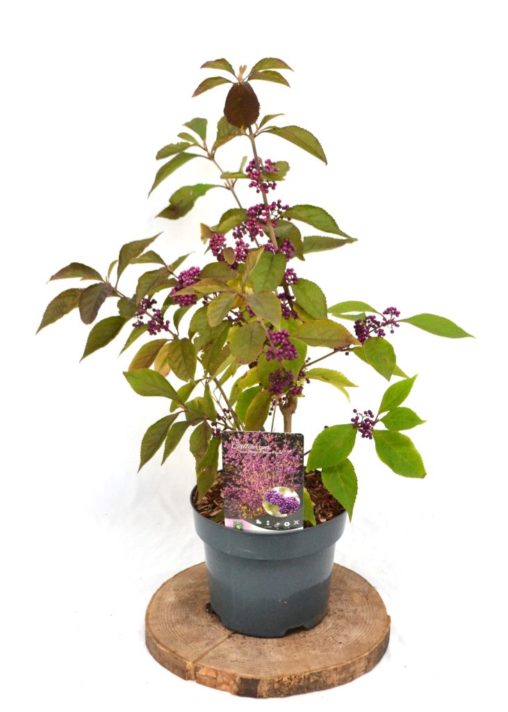 Callicarpa bodinieri Magical Deep Purple C3- Heesterkwekerij JC Niesing paarse bes, Koreaanse schoonvrucht