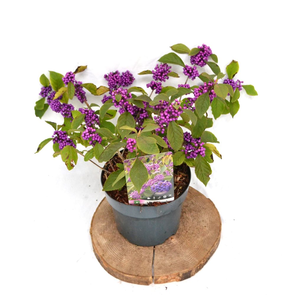 Callicarpa bodinieri Profusion C3 - Heesterkwekerij JC Niesing schoonvrucht, paarse bes
