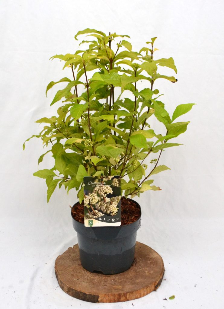 Callicarpa bodinieri Magical Snowqueen C3 - Heesterkwekerij JC Niesing witte bes, schoonvrucht