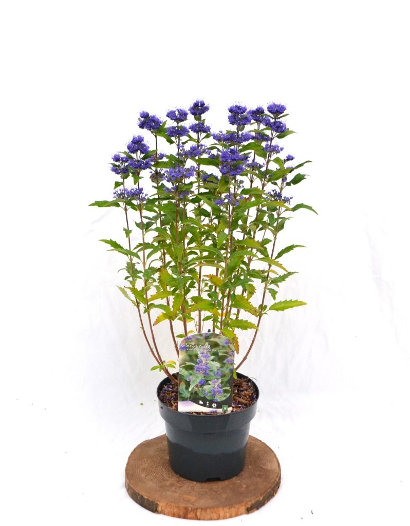 Caryopteris clandonensis Grand Blue C3 - Heesterkwekerij JC Niesing paarsblauwe bloem herfstbloei bijvriendelijk