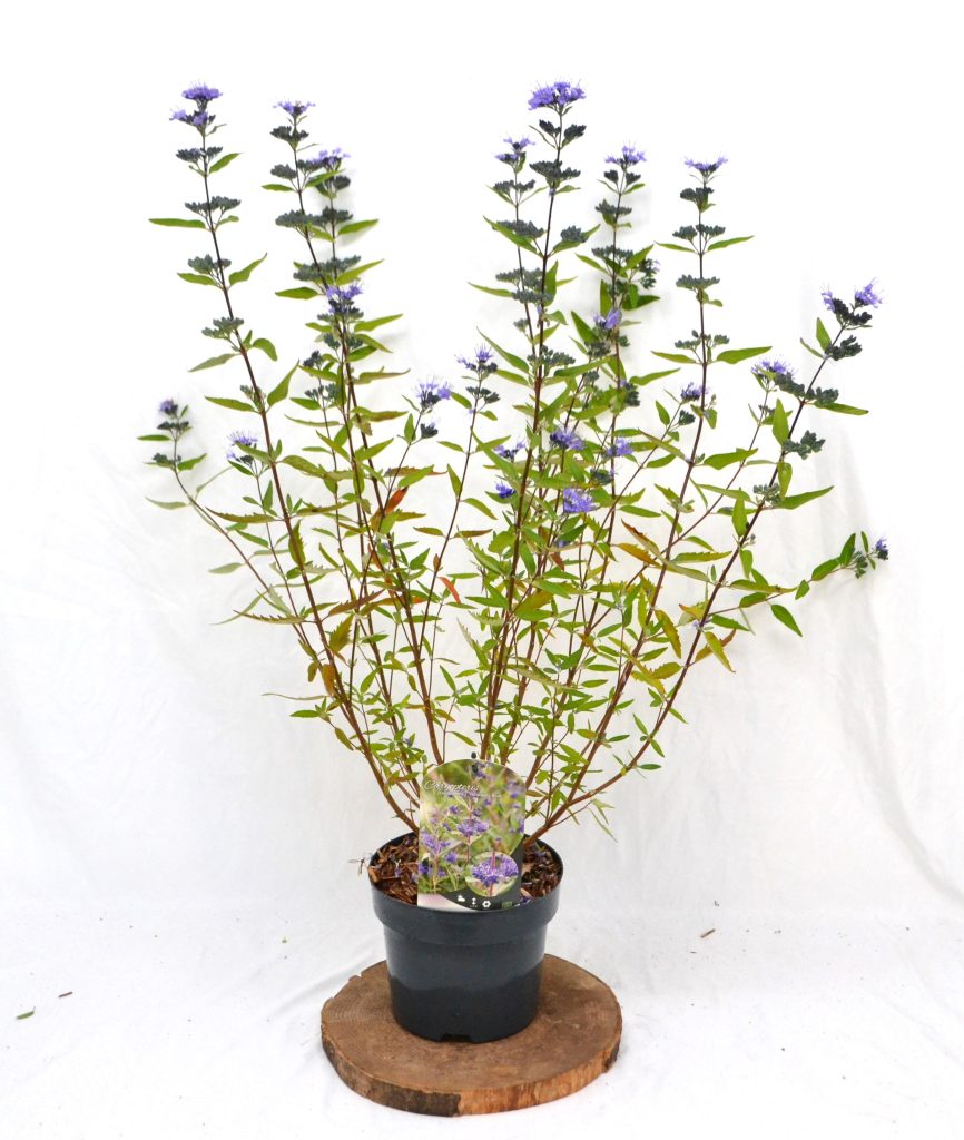 Caryopteris clandonensis Heavenly Blue C3 - Heesterkwekerij JC Niesing paarsblauwe bloem herfstbloei