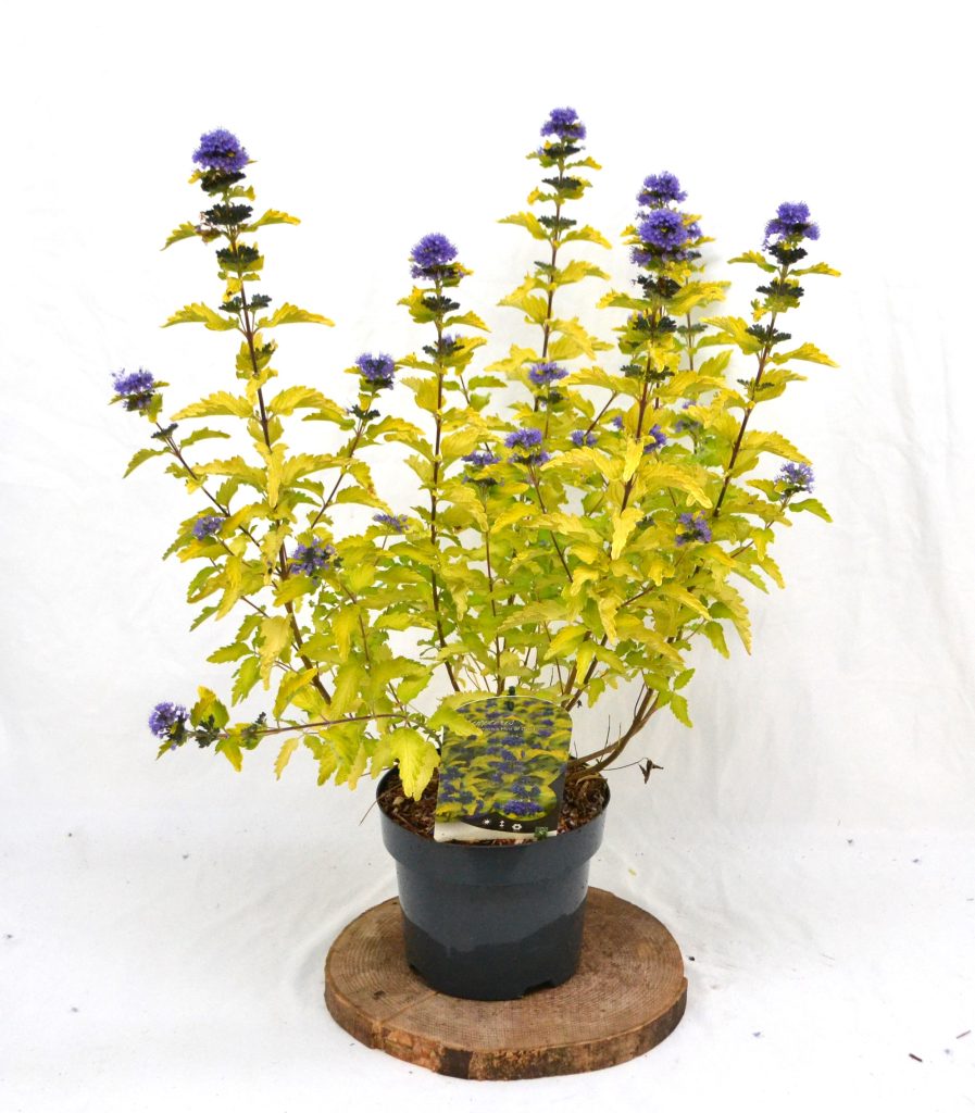 Caryopteris clandonensis Hint of Gold C3 - Heesterkwekerij JC Niesing paarsblauwe bloem herfstbloei