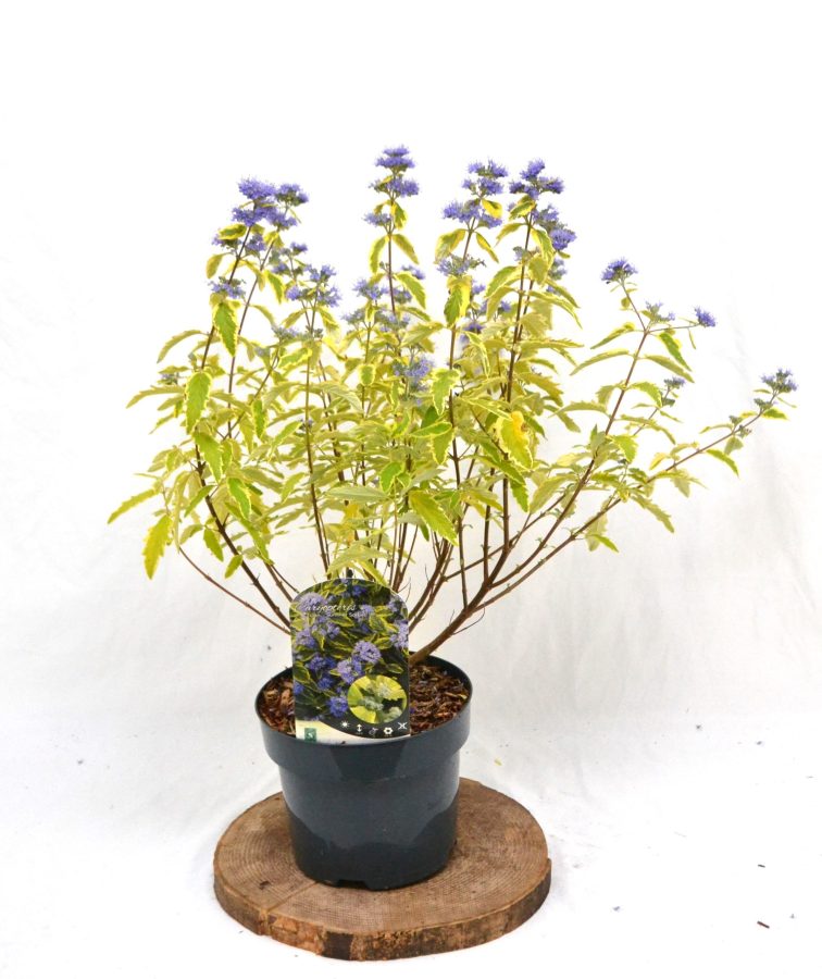 Caryopteris clandonensis Summer Sorbet C3 - Heesterkwekerij JC Niesing paarsblauwe bloem