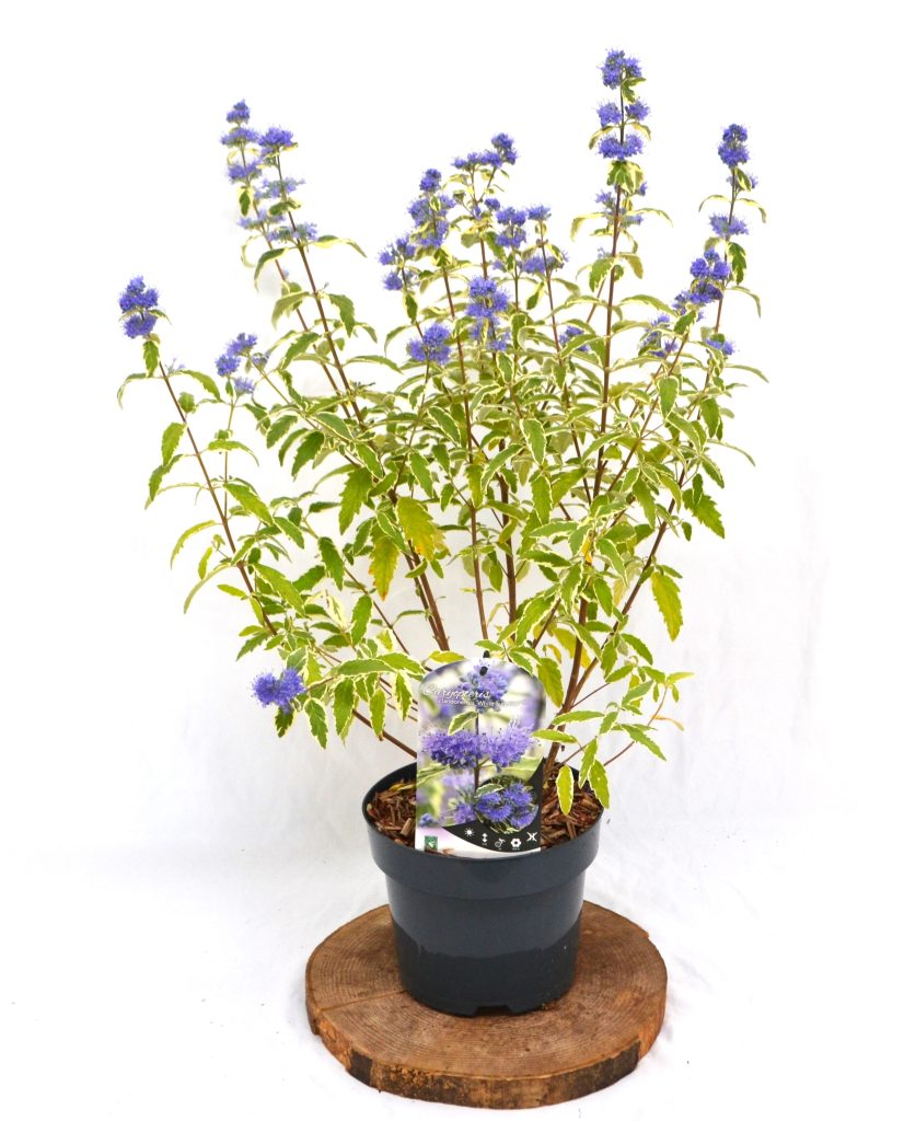 Caryopteris clandonensis White Surprise C3 - Heesterkwekerij JC Niesing paarsblauwe bloem