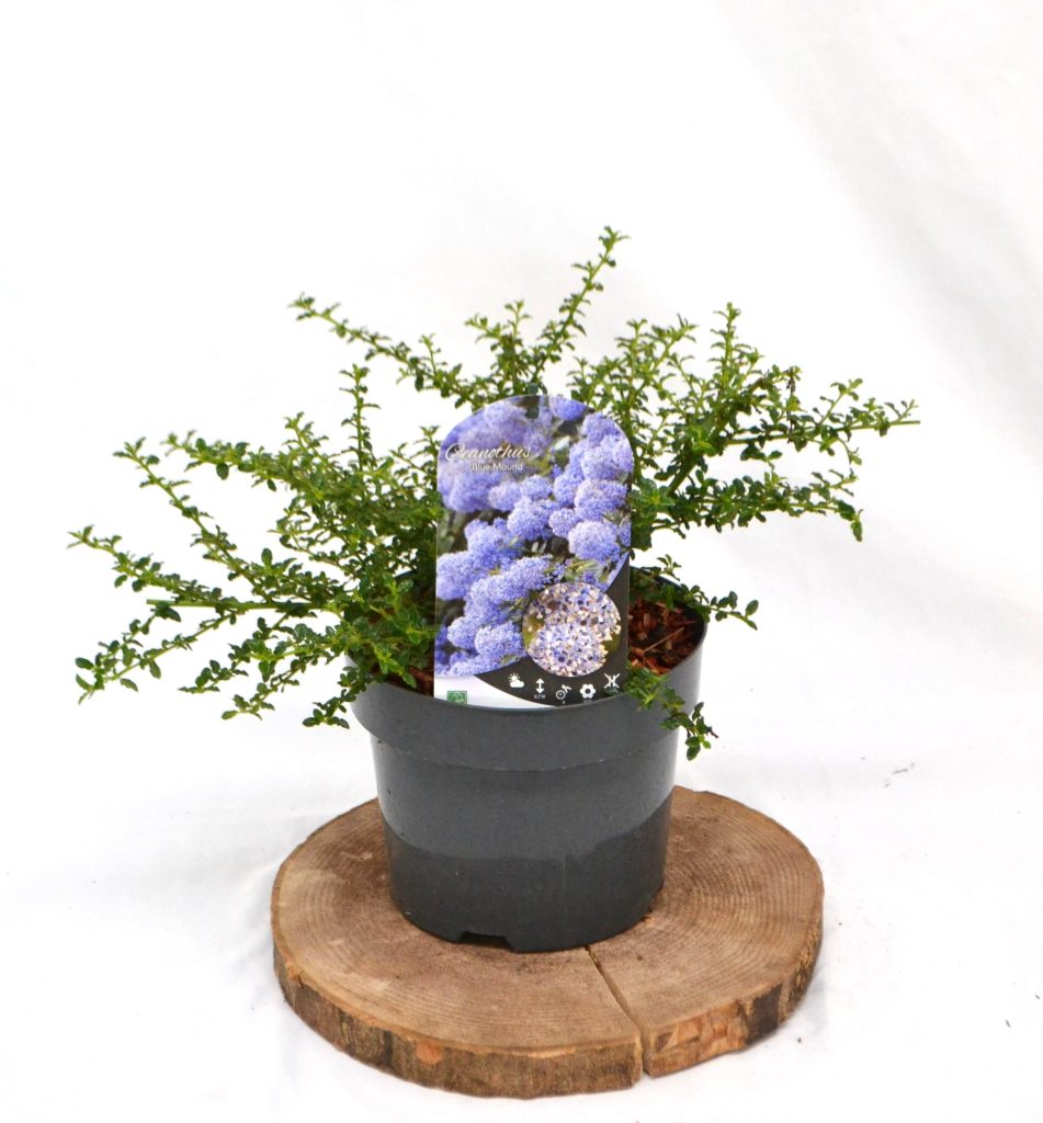 Ceanothus Blue Mound C3 - Heesterkwekerij JC Niesing groenblijvende grondbedekker blauw Amerikaanse sering paarse bloemen