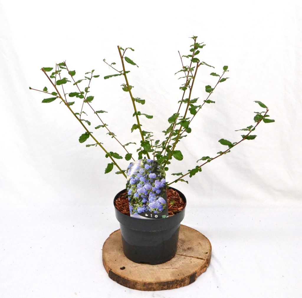 Ceanothus Burkwoodii C3 - Heesterkwekerij JC Niesing groenblijvende heester
