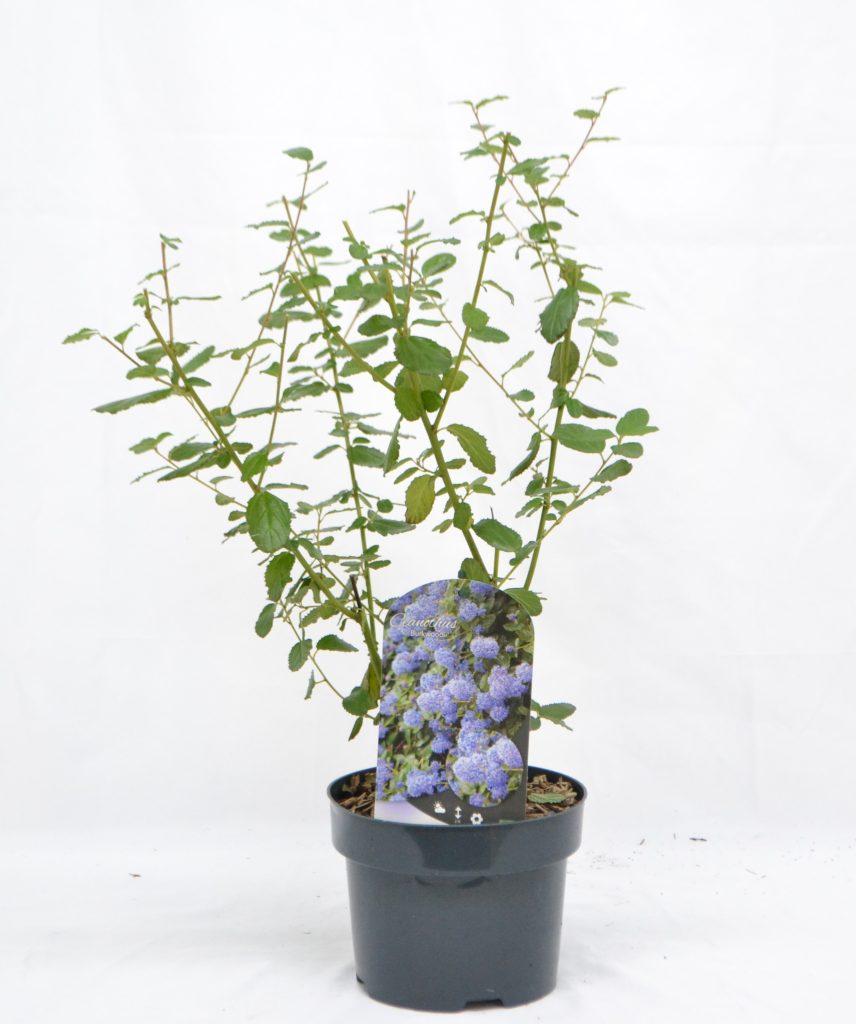 Ceanothus Burkwoodii C3 - Heesterkwekerij JC Niesing groenblijvende heester blauw paarse bloemen Amerikaanse sering