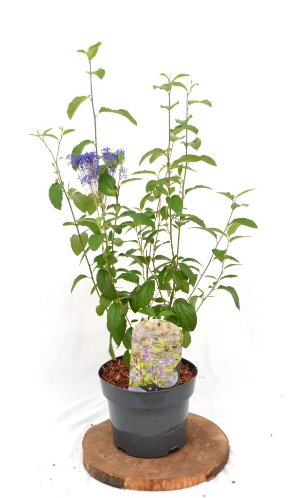 Ceanothus Delilianus Henri Défossé C3 - Heesterkwekerij JC Niesing Amerikaanse Sering paarse bloempluim