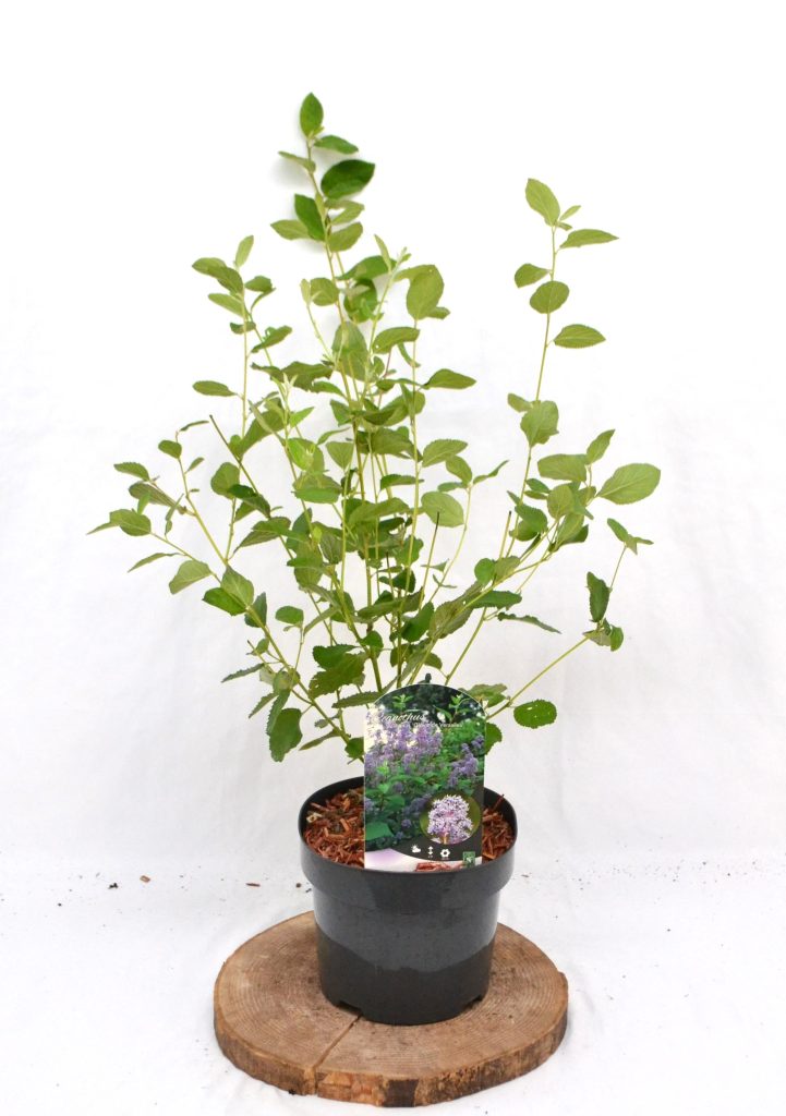 Ceanothus delilianus Gloire de Versaille C3 - Heesterkwekerij JC Niesing Amerikaanse Sering paarse bloempluim