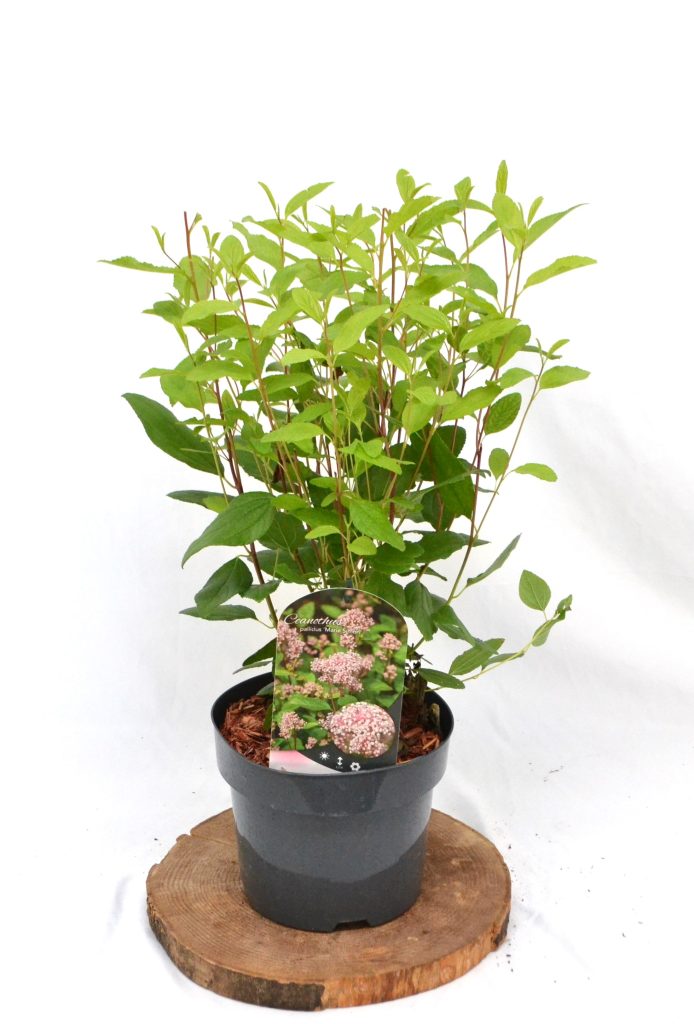Ceanothus pallidus Marie Simon C3 - Heesterkwekerij JC Niesing Amerikaanse Sering roze bloempluim