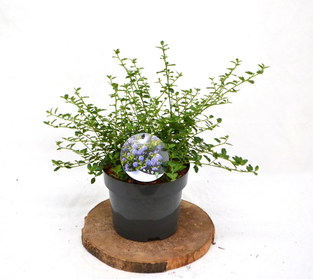 Ceanothus thyrsiflorus Repens C3 - Heesterkwekerij JC Niesing Amerikaanse sering bodembedekker groenblijvende heester blauw paarse bloemen