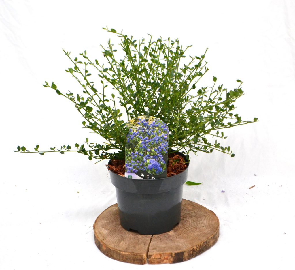 Ceanothus Skylark/ impressus Victoria C3 - Heesterkwekerij JC Niesing Amerikaanse Sering paarse bloemen