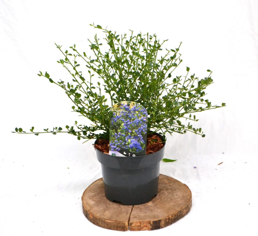 Ceanothus Skylark/ impressus Victoria C3 - Heesterkwekerij JC Niesing Amerikaanse Sering paarse bloemen