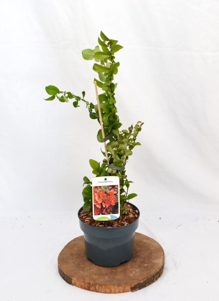 Chaenomeles superba Orange Trail C2 - Heesterkwekerij JC Niesing Sierkwee gele vrucht