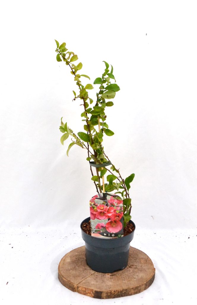 Chaenomeles superba Pink Lady C2 - Heesterkwekerij JC Niesing Japanse Sierkwee roze bloem