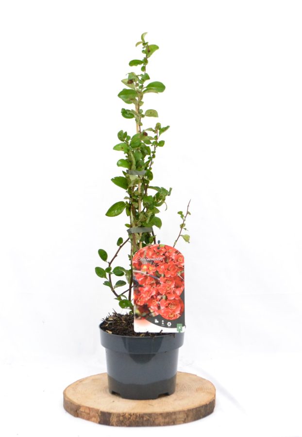 Chaenomeles superba Red Trail C2 - Heesterkwekerij JC Niesing dwergkwee