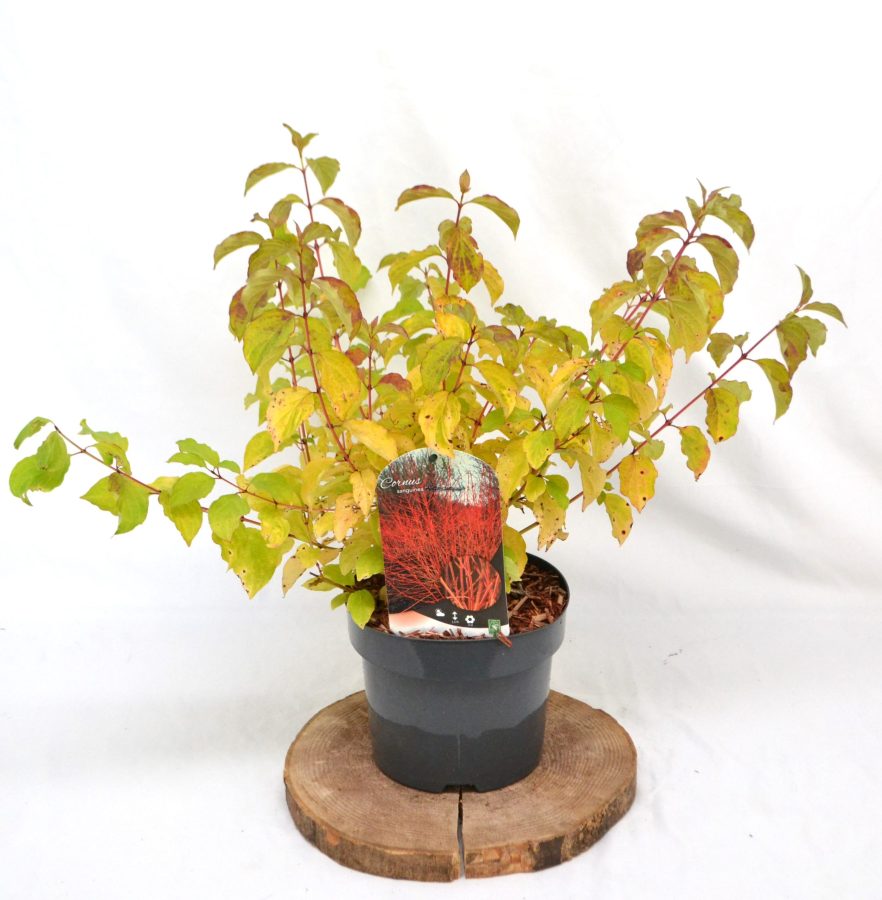 Cornus sanguinea Midwinter Fire C3 - Heesterkwekerij JC Niesing