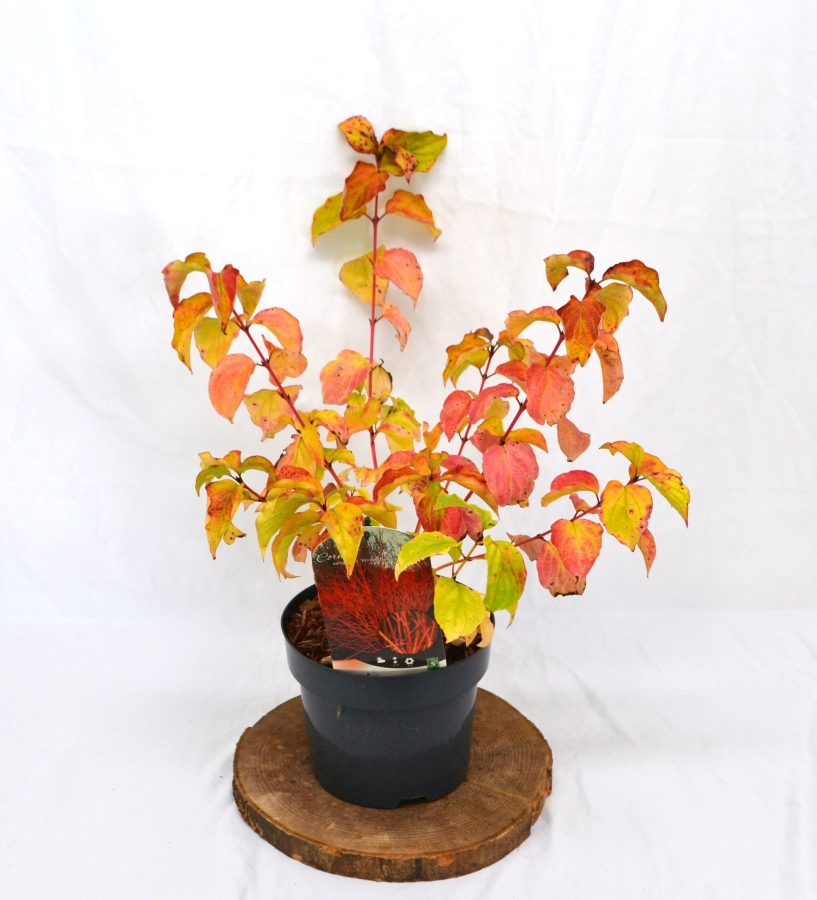 Cornus sanguinea Winter Beauty C3 - Heesterkwekerij JC Niesing rode takken