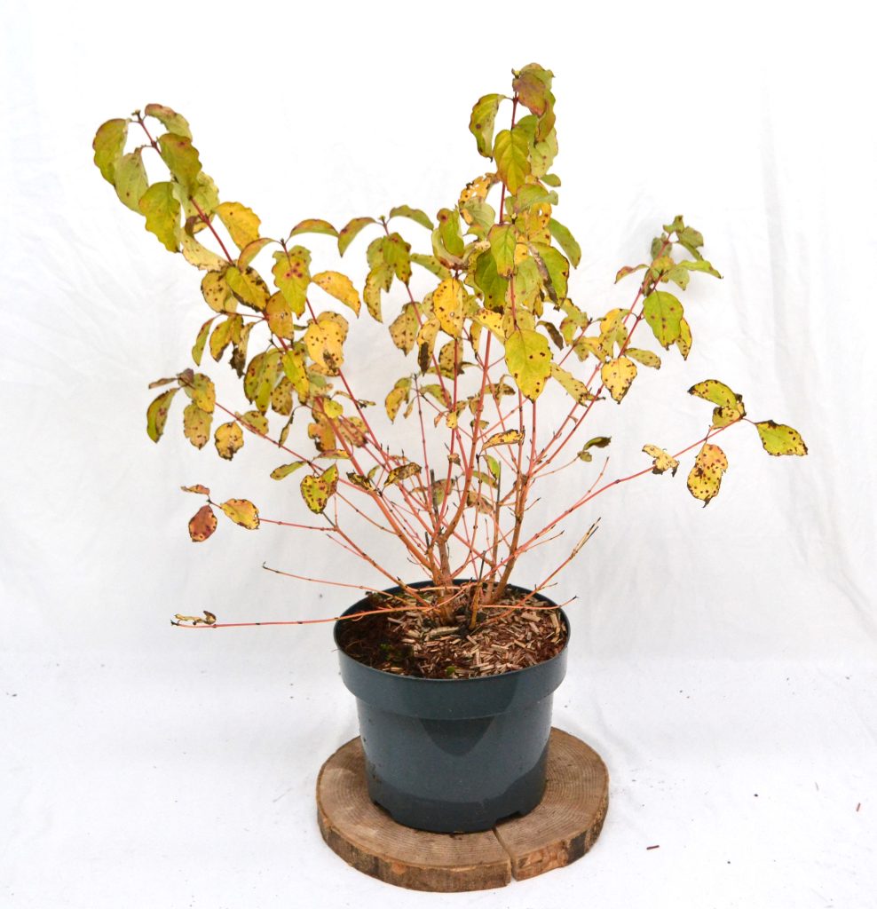 Cornus sanguinea Winter Beauty C5 - Heesterkwekerij JC Niesing rode takken
