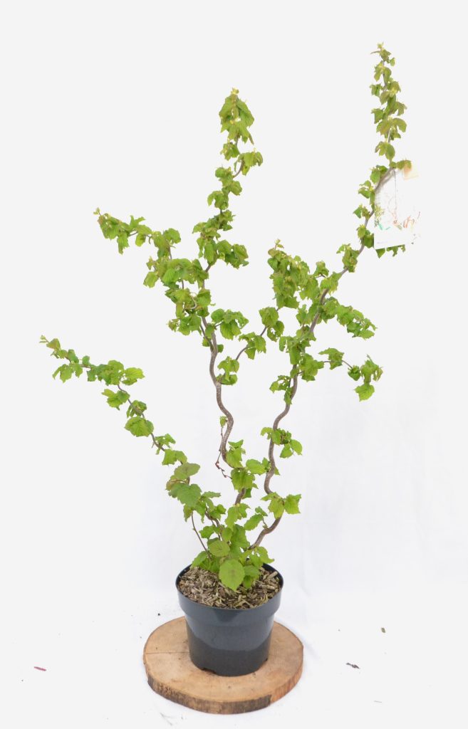 Corylus avellana Medusa C3 - Heesterkwekerij JC Niesing