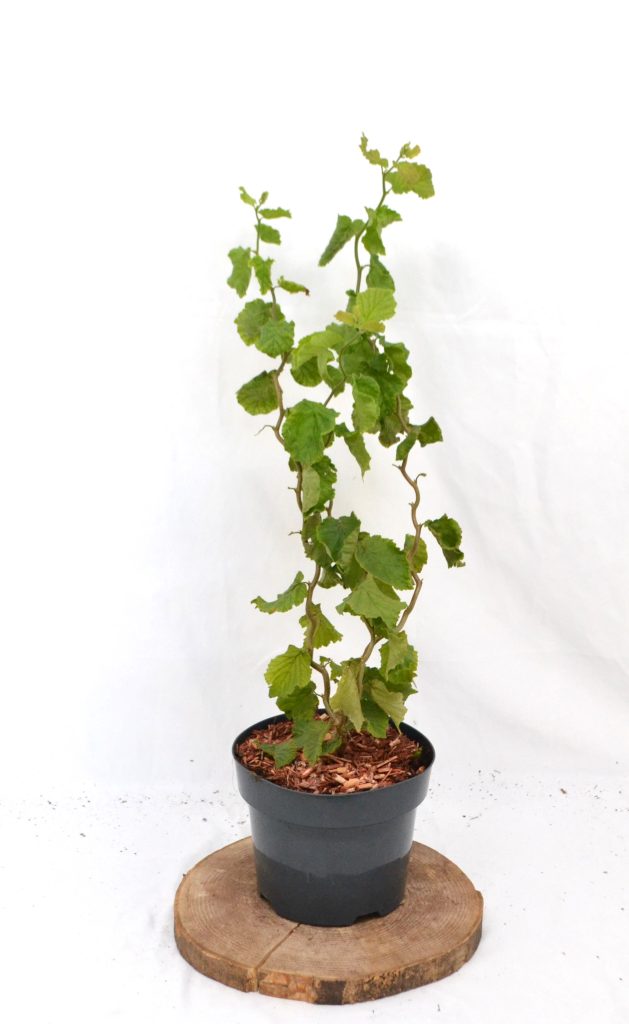 Corylus avelana Twister C3 - Heesterkwekerij JC Niesing kleinbvlijvende kronkelhazelaar