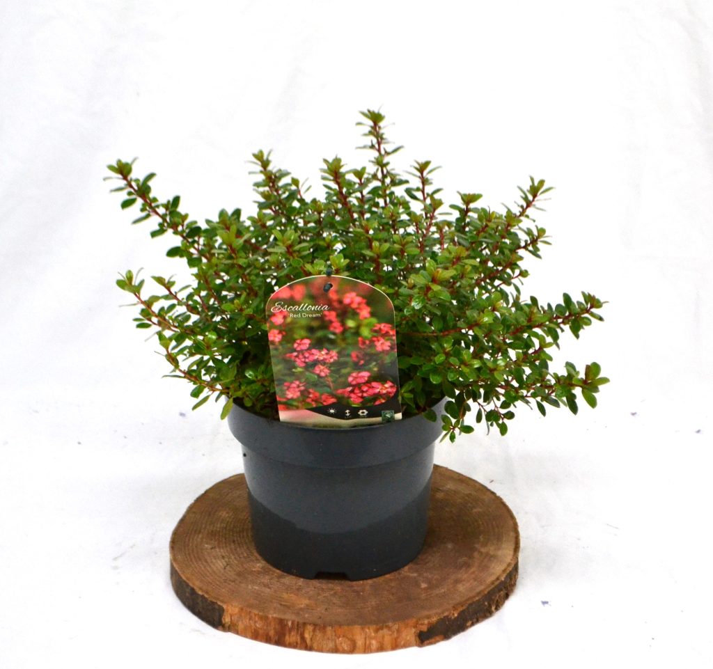 Escallonia Red Dream C3 - Heesterkwekerij JC Niesing wintergroene struik