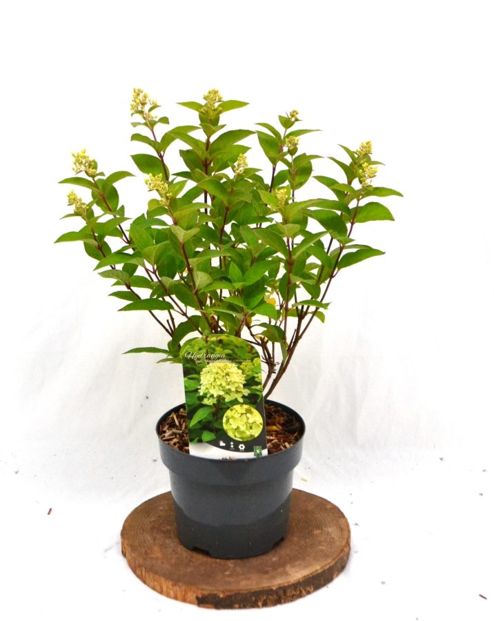 Hydrangea paniculata Magical Candle C3 - Heesterkwekerij JC Niesing