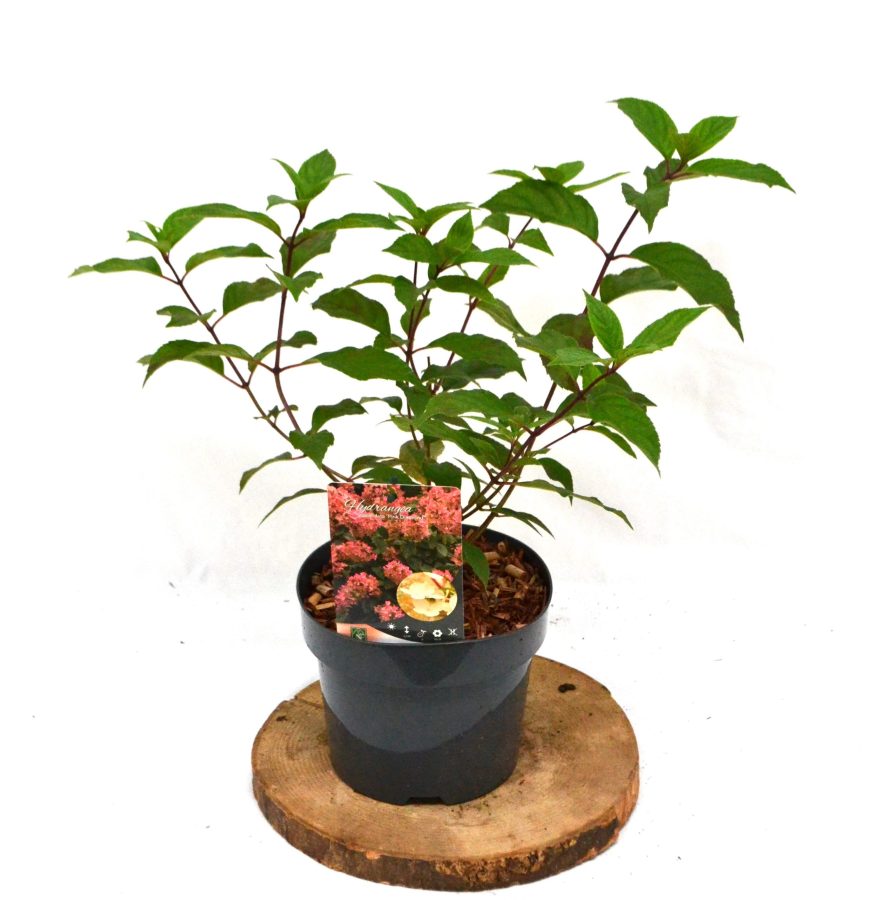 Hydrangea paniculata Pink Diamond C3 - Heesterkwekerij JC Niesing