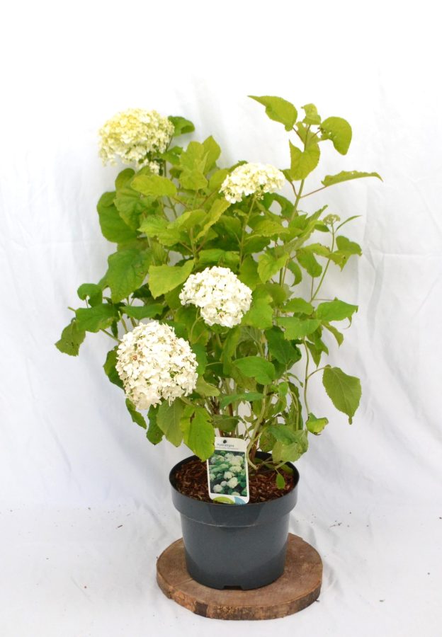 Hydrangea arborescens Annabelle C5 - Heesterkwekerij JC Niesing