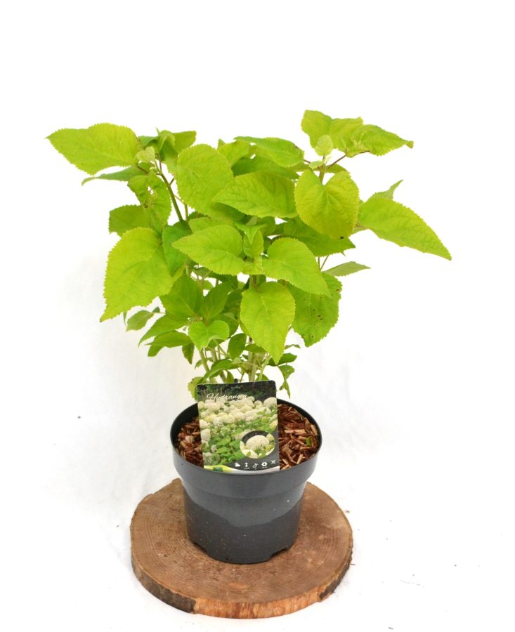 Hydrangea arborescens Annabelle C3 - Heesterkwekerij JC Niesing