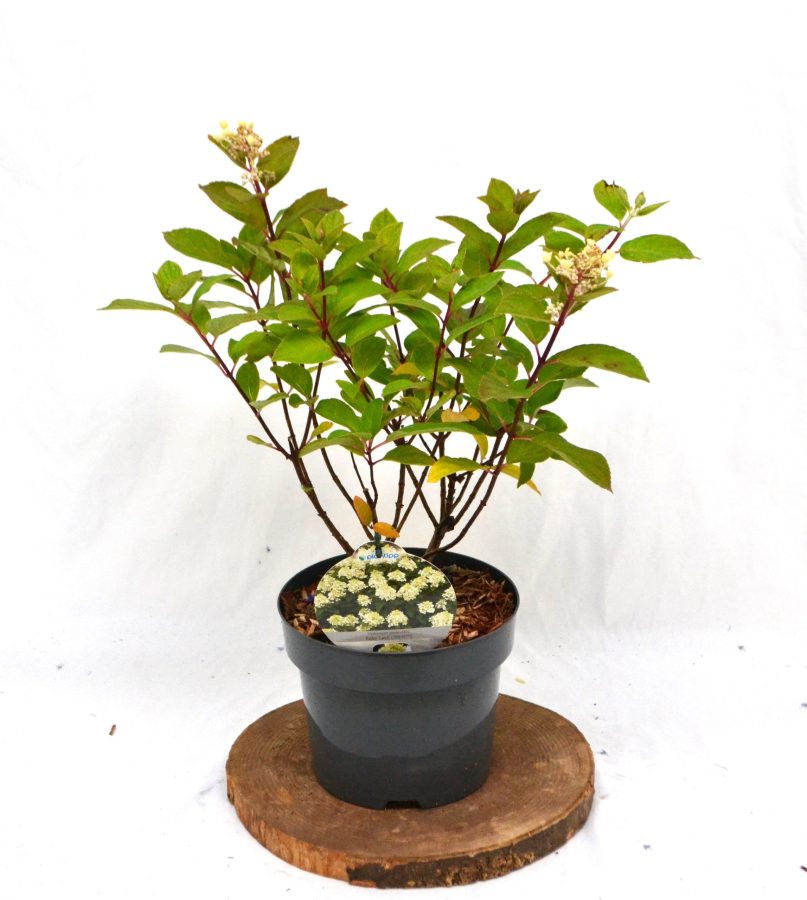 Hydrangea paniculata Baby Lace C3 - Heesterkwekerij JC Niesing