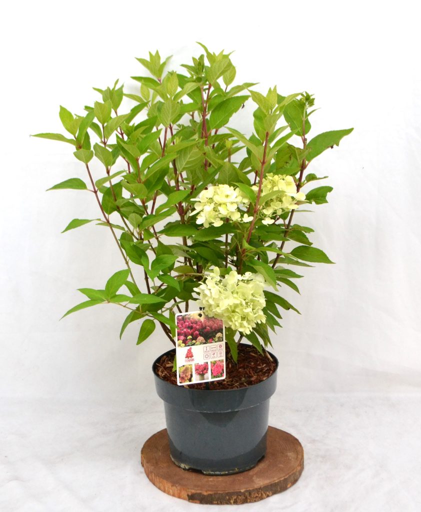 Hydrangea paniculata Bonfire C5 - Heesterkwekerij JC Niesing