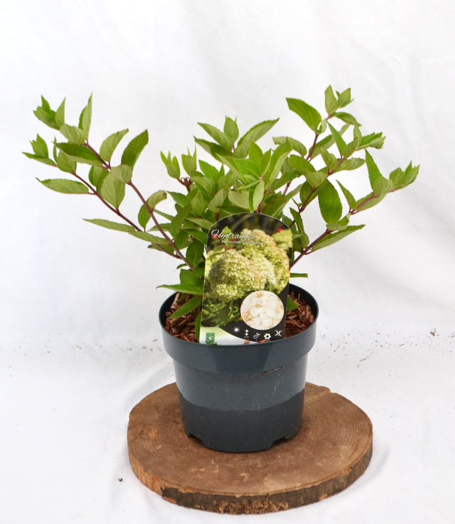 Hydrangea paniculata Grandiflora C3 - Heesterkwekerij JC Niesing